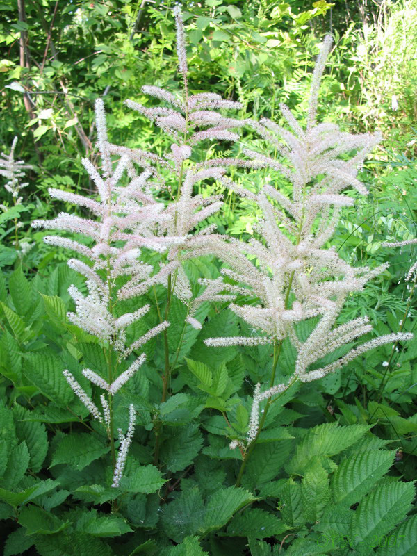 Image of Aruncus dioicus specimen.