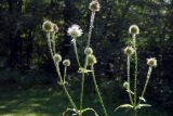 Dipsacus pilosus