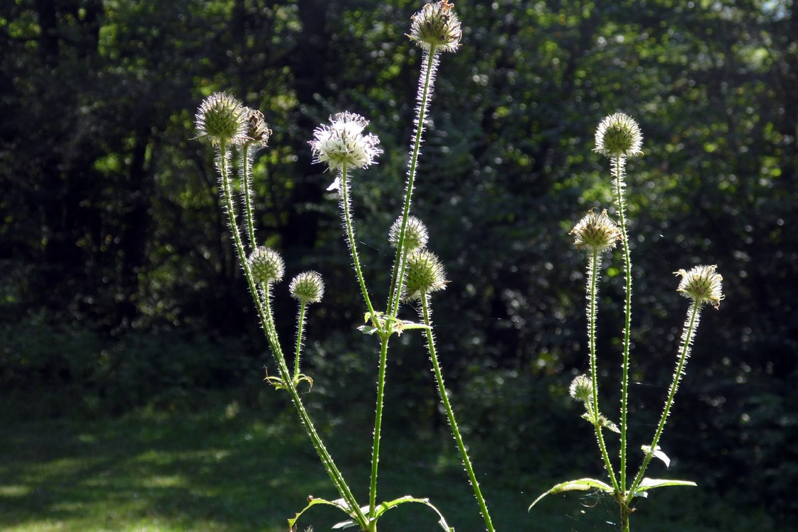 Image of Dipsacus pilosus specimen.