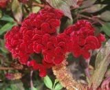 Celosia cristata. Соцветие. Узбекистан, г. Ташкент, Ботанический сад им. Ф.Н.Русанова. 01.09.2016.