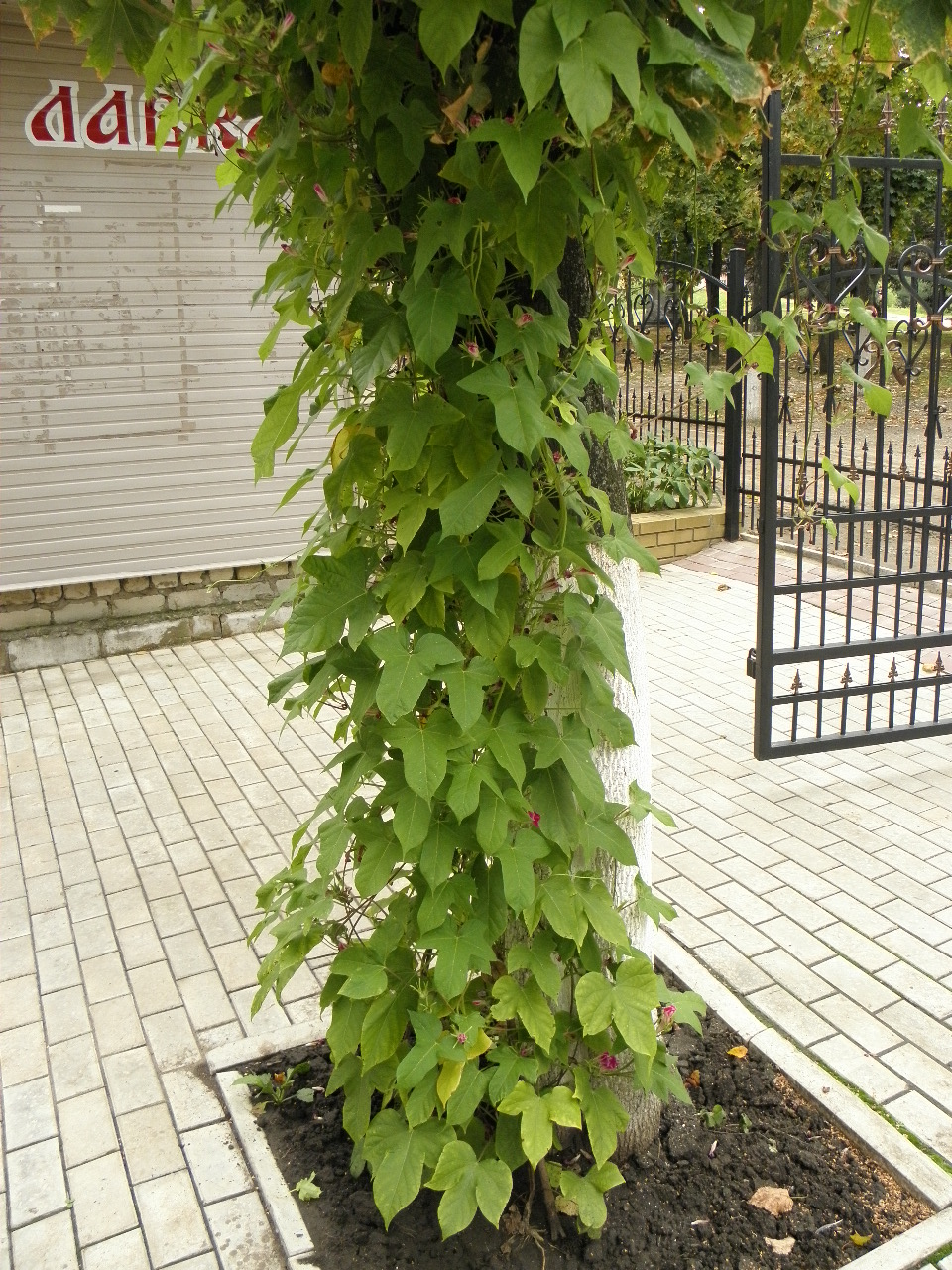 Image of Ipomoea hederacea specimen.