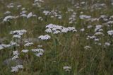 Achillea millefolium