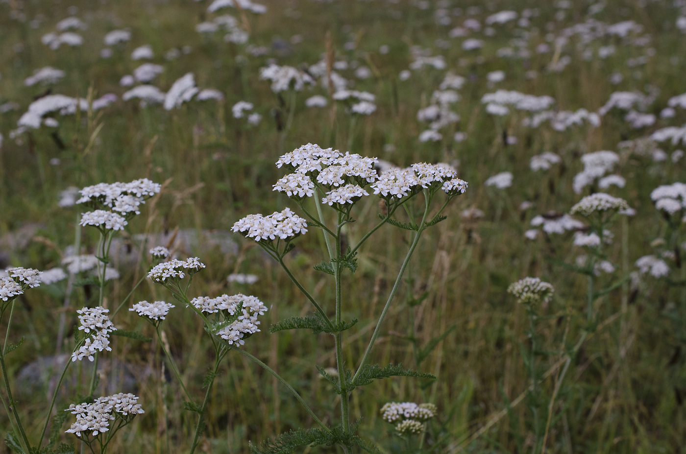 Image of Achillea millefolium specimen.