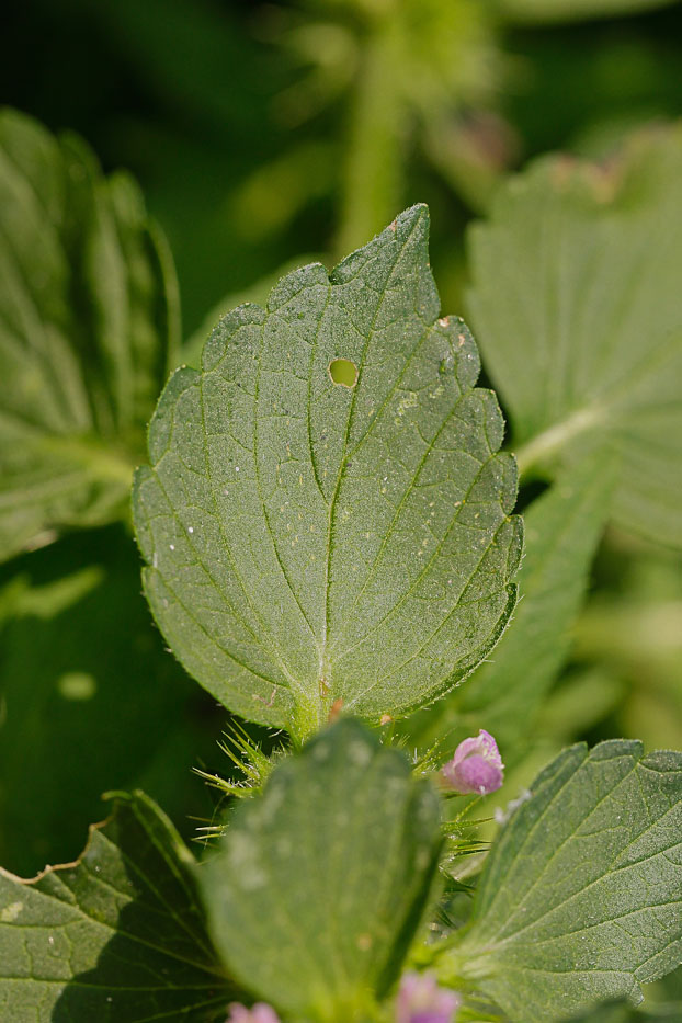 Image of Galeopsis bifida specimen.