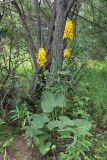 Ligularia fischeri