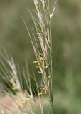 Image of taxon representative. Author is Денис Мирин