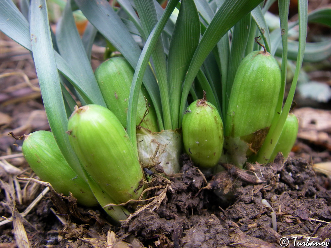 Изображение особи Sternbergia colchiciflora.