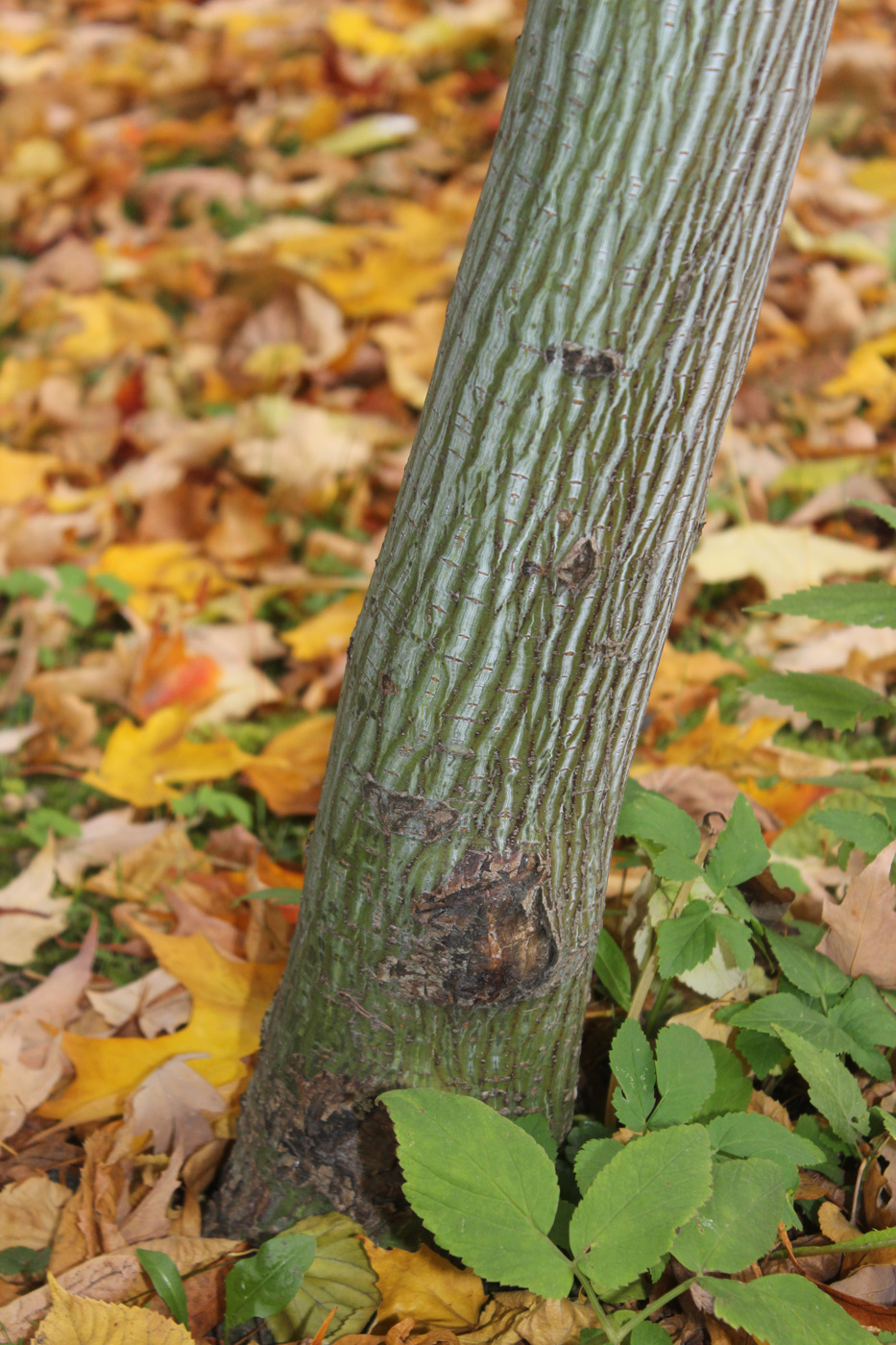 Image of Acer davidii specimen.