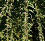 Beta vulgaris. Части отцветающих побегов. Восточный Казахстан, Уланский р-н, с. Украинка, дачный участок. 27.07.2016.