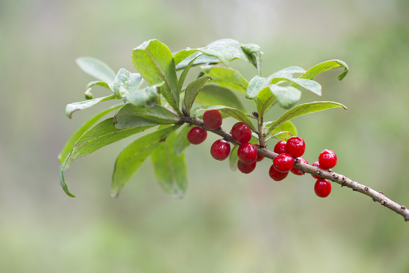 Изображение особи Daphne mezereum.