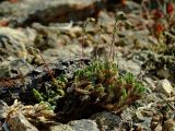 Minuartia tricostata. Извлеченное из почвы бутонизирующее растение (видны чешуевидные листья, расположенные на побегах черепитчато). Магаданская обл., окр. Магадана, пос. Снежная Долина, водораздел в бассейне р.Дукча, каменистая тундра. 15.06.2008.