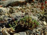 Minuartia tricostata. Извлеченное из почвы бутонизирующее растение (видны чешуевидные листья, расположенные на побегах черепитчато). Магаданская обл., окр. Магадана, пос. Снежная Долина, водораздел в бассейне р.Дукча, каменистая тундра. 15.06.2008.