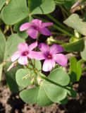 Oxalis articulata