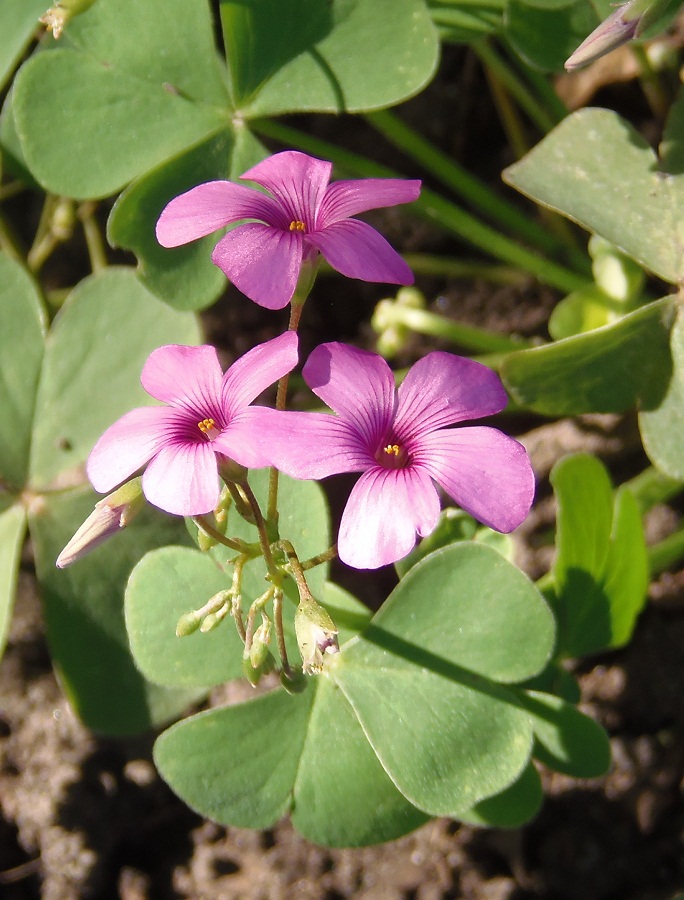 Изображение особи Oxalis articulata.