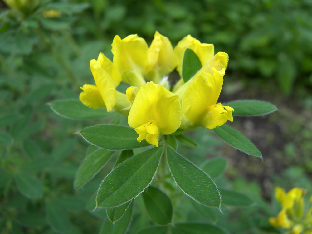 Image of Chamaecytisus glaber specimen.