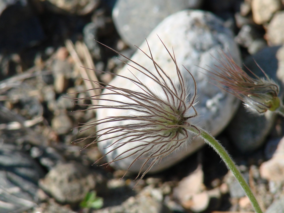 Изображение особи Pulsatilla regeliana.