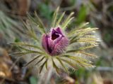 Pulsatilla multifida. Раскрывающийся бутон. Магаданская обл., окр. Магадана, бухта Гертнера, травянистый каменноберезняк, на склоне. 02.06.2012.