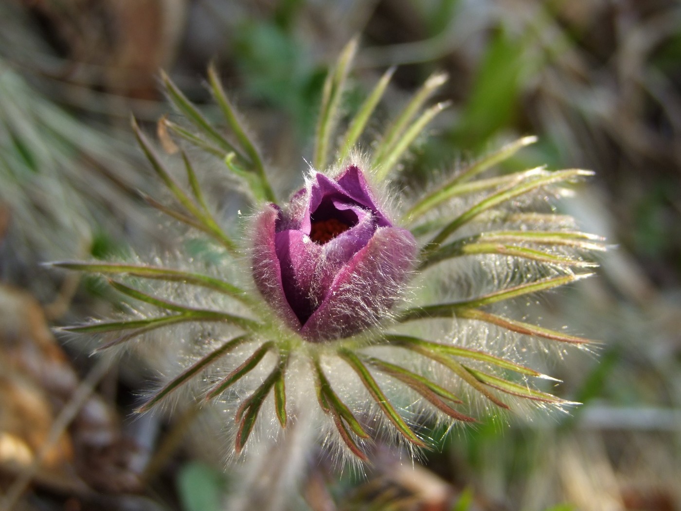Image of Pulsatilla multifida specimen.