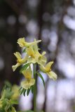 Corydalis bracteata