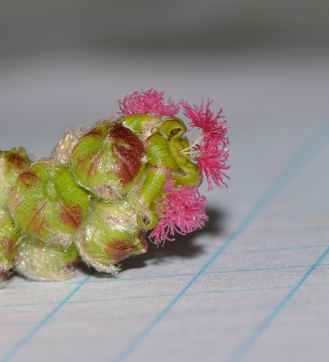 Image of Sarcopoterium spinosum specimen.