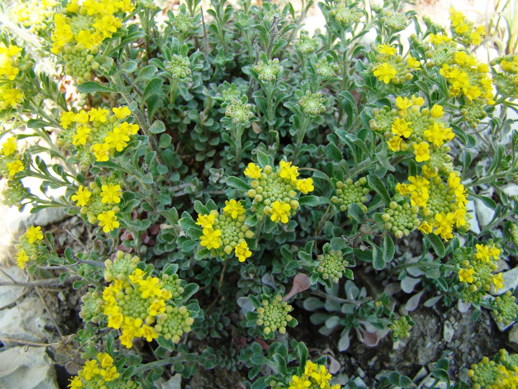 Image of Odontarrhena obtusifolia specimen.
