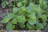 Viola mirabilis