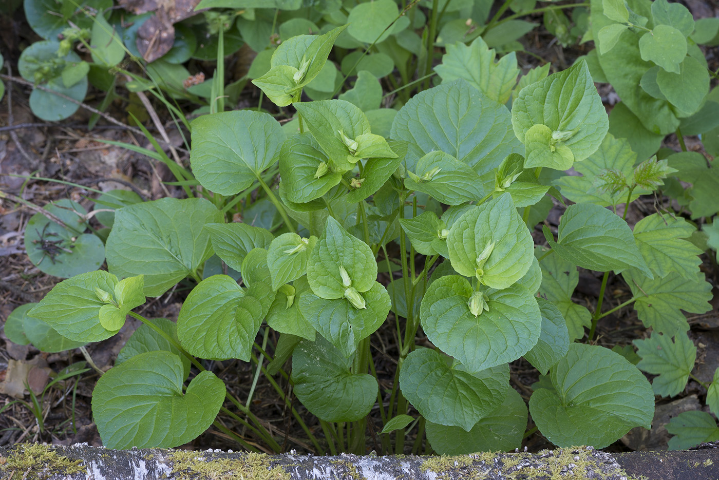 Изображение особи Viola mirabilis.