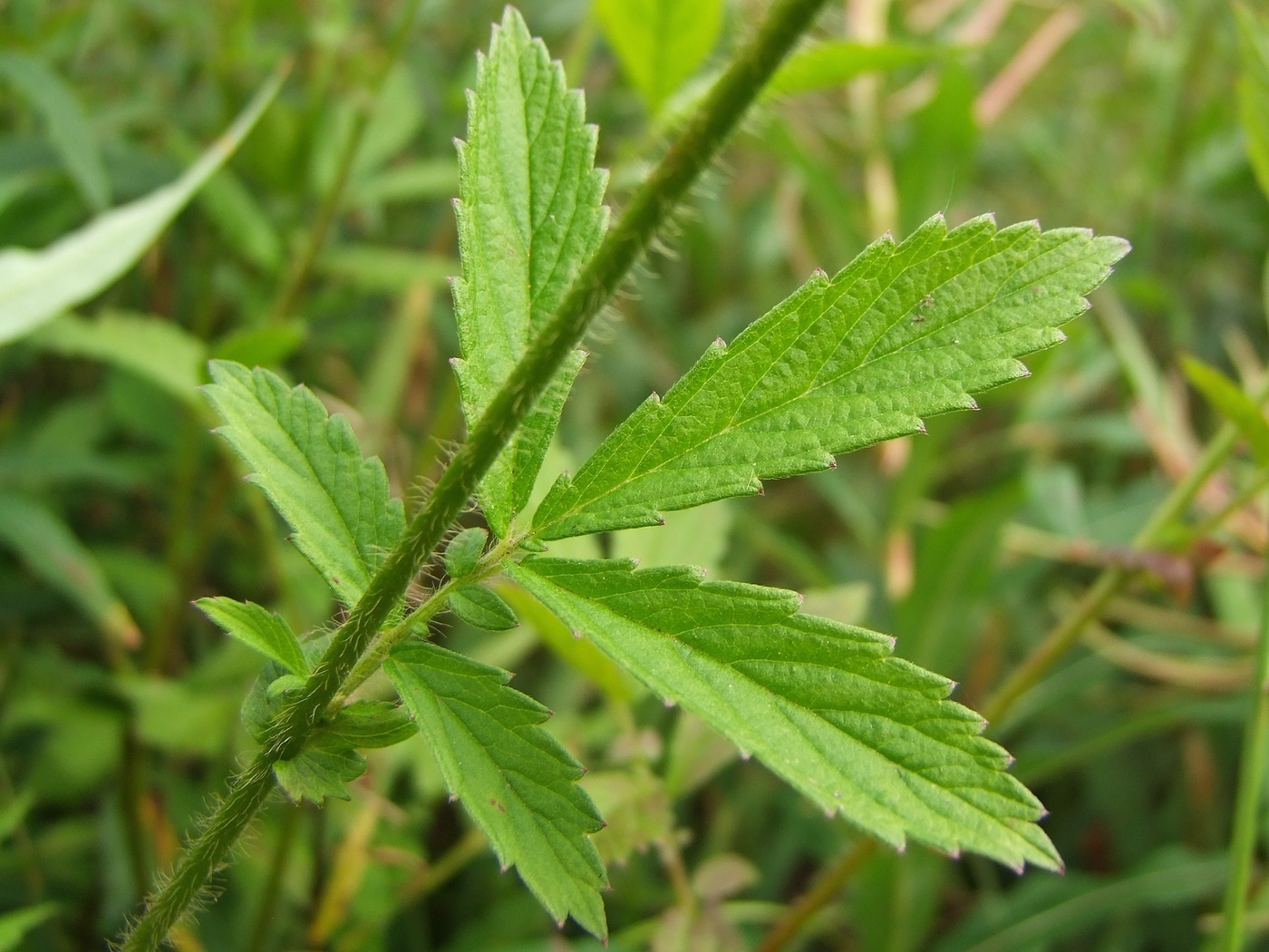 Изображение особи Agrimonia pilosa.