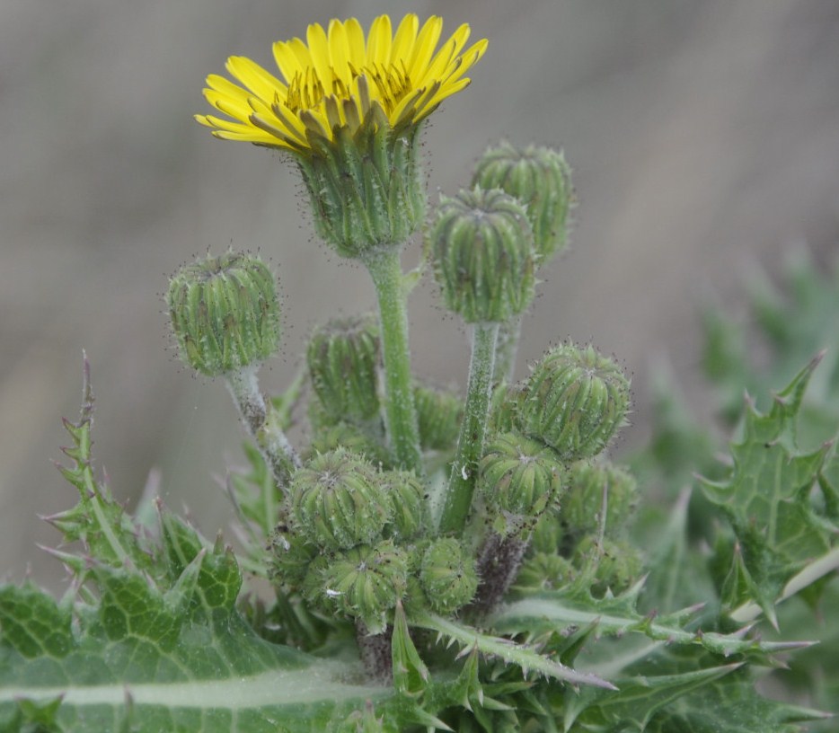 Image of Sonchus nymanii specimen.