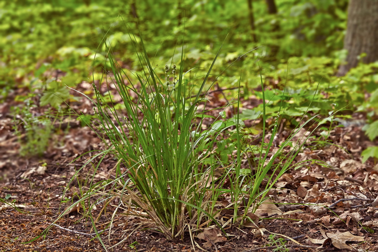 Изображение особи Carex spicata.