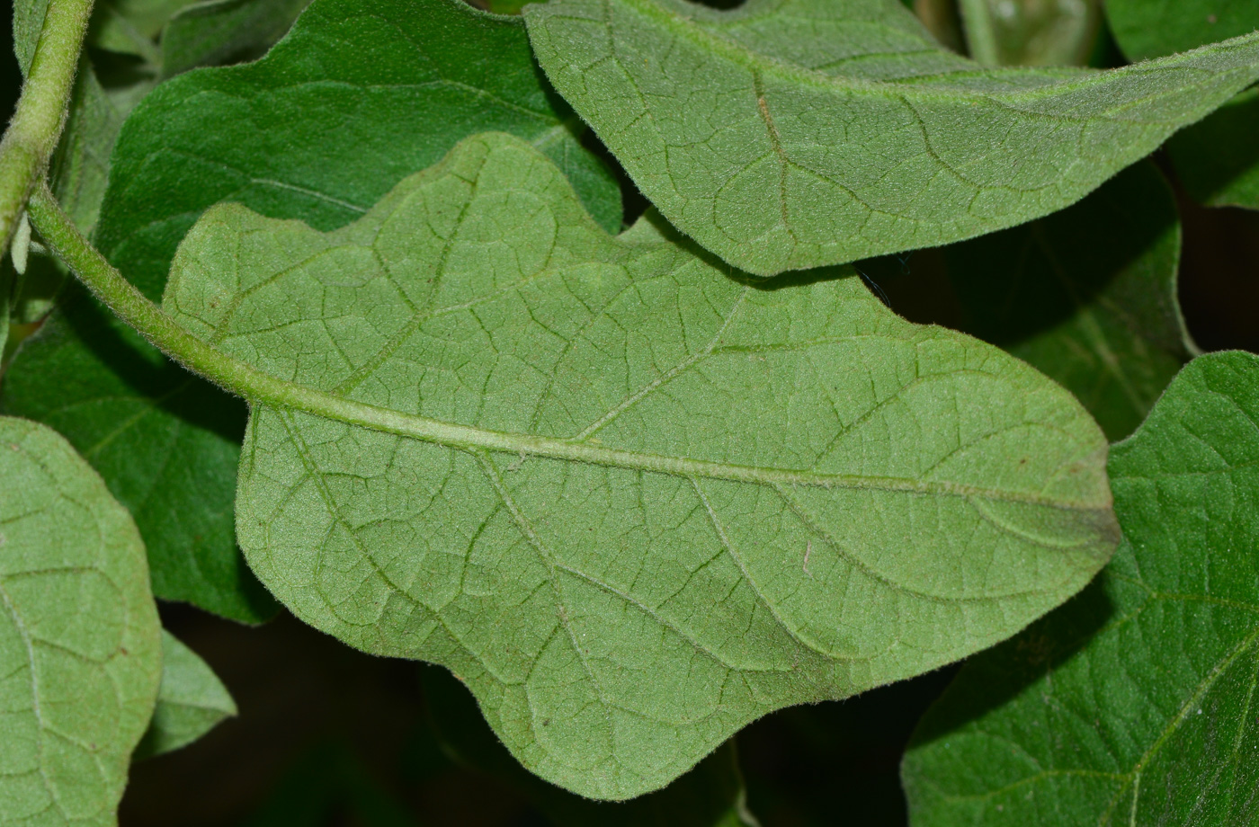 Изображение особи Solanum undatum.