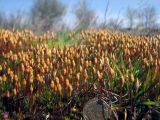 Polytrichum strictum