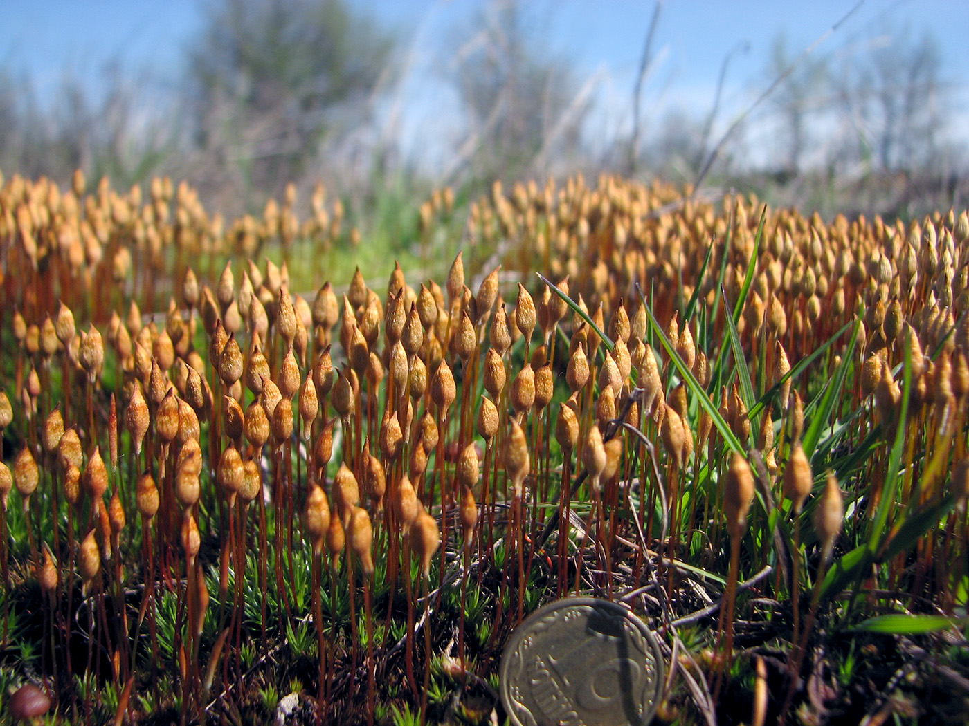 Image of Polytrichum strictum specimen.