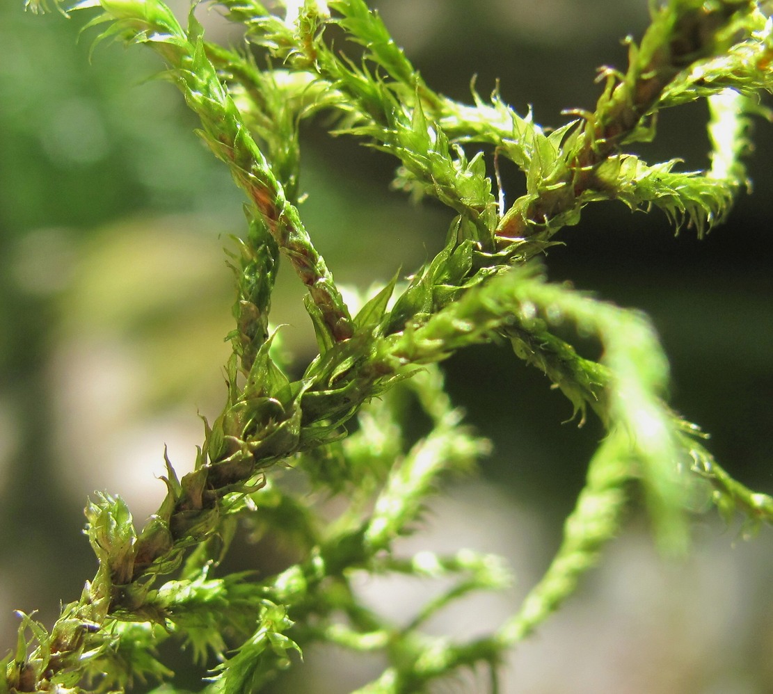 Image of Antitrichia curtipendula specimen.