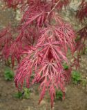 Acer palmatum. Верхушка ветви (f. dissectum, культивар 'Atropurpureum'). Грузия, г. Тбилиси, Центральный ботанический сад АН Грузии. 23.04.2017.