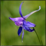 Delphinium consolida