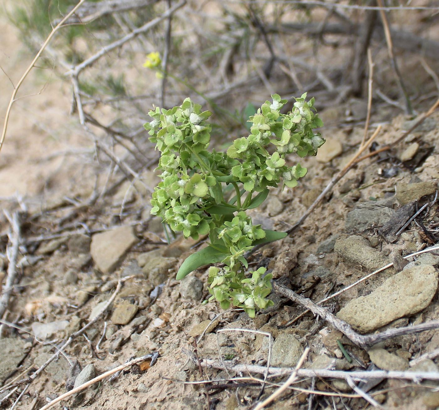 Image of Valerianella dufresnia specimen.