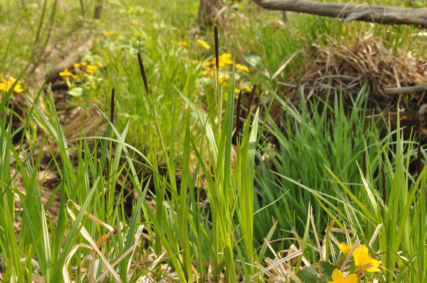 Image of Carex dispalata specimen.