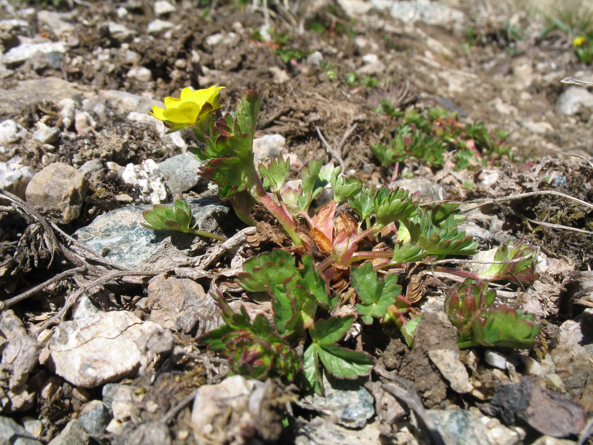 Изображение особи Potentilla gelida.