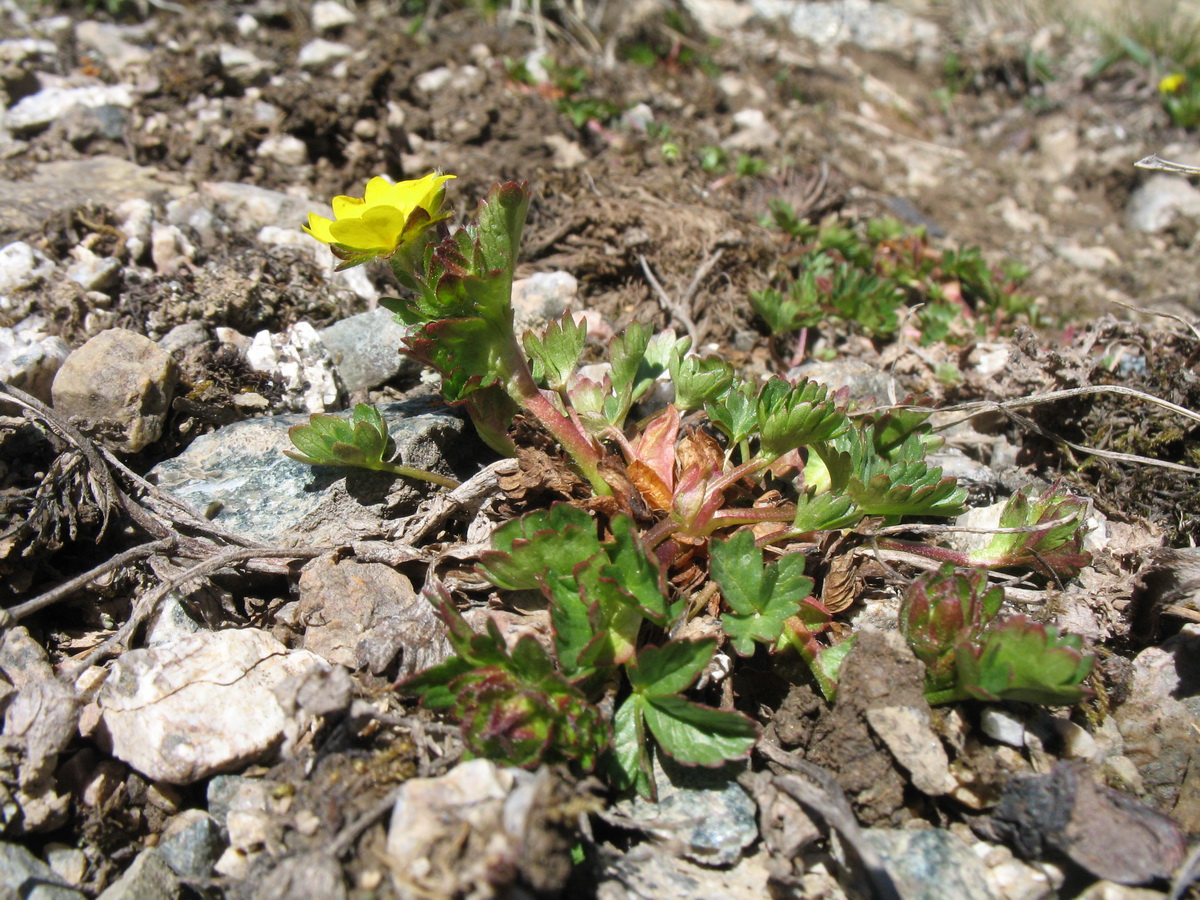 Image of Potentilla gelida specimen.