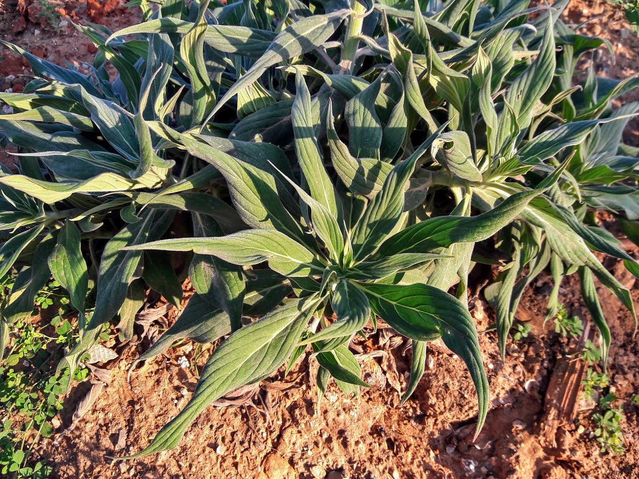 Image of Echium acanthocarpum specimen.