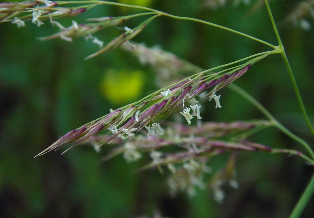 Image of Calamagrostis pseudophragmites specimen.