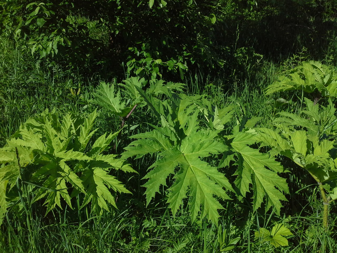 Image of Heracleum mantegazzianum specimen.