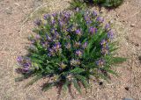 Oxytropis pseudoglandulosa