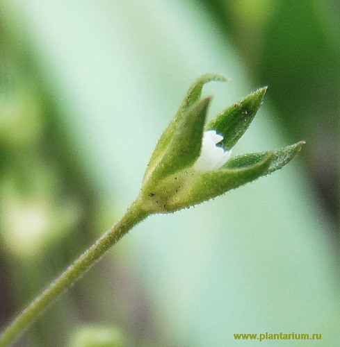 Изображение особи Androsace elongata.