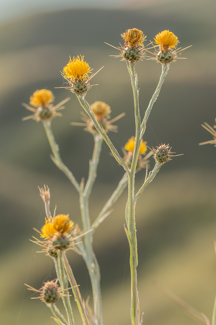 Изображение особи Centaurea solstitialis.