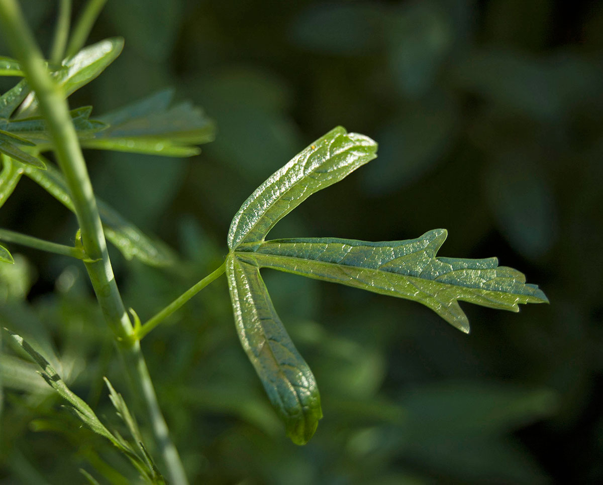 Image of Sidalcea malviflora specimen.