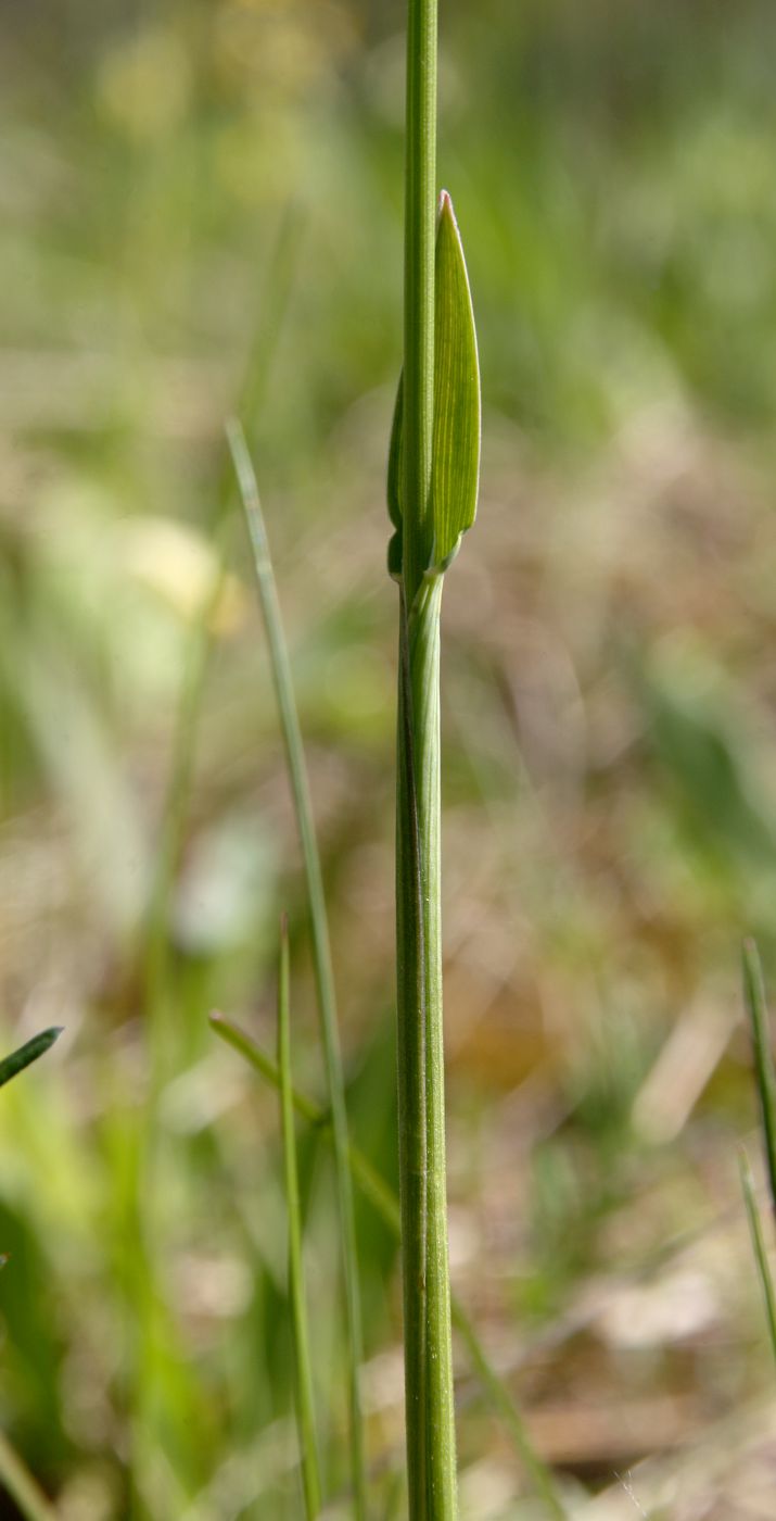 Image of Hierochloe odorata specimen.