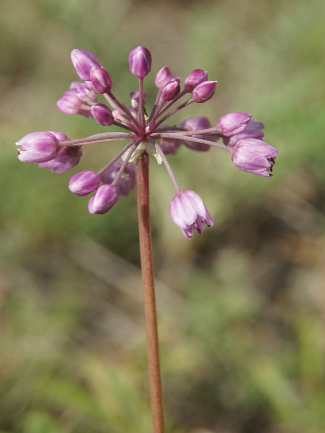 Изображение особи Allium rubens.