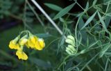 Lathyrus pratensis